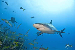 This image was taken at Hammertime Reef just after lunch ... by Steven Anderson 